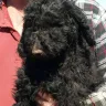 Kathleen Mattison Kathy Louis L' Heureux - Puppy Mill Disgusting Over 200 Dogs