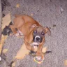 Kathleen Mattison Kathy Louis L' Heureux - Puppy Mill Disgusting Over 200 Dogs