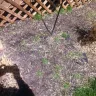 Scotts.com - ruined my lawn and mulch beds