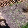 Scotts.com - ruined my lawn and mulch beds - Photo 2