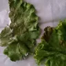 McDonald's - bad lettuce on sandwhich
