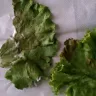 McDonald's - bad lettuce on sandwhich - Photo 1