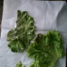 McDonald's - bad lettuce on sandwhich - Photo 3