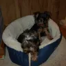 Pampered Pups - Sick/Underweight dog - Photo 1