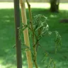 Fast Growing Trees - Received a dead stick as a tree