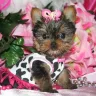 MS PUPPY CONNECTION - Unethical puppy broker - Photo 2