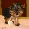 MS PUPPY CONNECTION - Unethical puppy broker - Photo 4