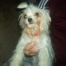 www.biewersyorkies.com dog breeder - my morkie  (frosty)