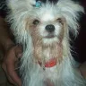 www.biewersyorkies.com dog breeder - my morkie  (frosty)