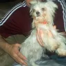 www.biewersyorkies.com dog breeder - my morkie  (frosty)