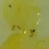 Lipton Soup - Insects - Photo 1