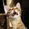 sitting pretty savannah and bengals - savannah cat  died
