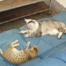 sitting pretty savannah and bengals - savannah cat  died