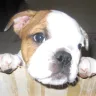 Castlerockbulldogs.com - PUPPIES WITH NO MOTHERS - Photo 1