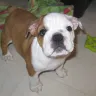 Castlerockbulldogs.com - PUPPIES WITH NO MOTHERS - Photo 2