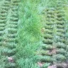 Kingsgate septic services - damaged my yard and patio