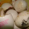 Al Madina Hypermarket - almost 80 % of egg found rotten in a tray of 30 eggs