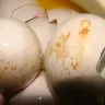 Al Madina Hypermarket - almost 80 % of egg found rotten in a tray of 30 eggs - Photo 3