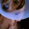 Diane Vantwyver - My dachshund almost died, spent $8k to save him!