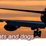 FAST PET DELIVERY AGENCY - Scam - Photo 3