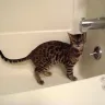 SierraGold Bengals - Ripped Off!! - Photo 1