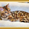 SierraGold Bengals - Ripped Off!! - Photo 2