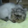 Deebows Persians, Minnesota - Breeder Debbie. Sold a carry the Feline Calicivirus breeder cat to me. - Photo 1