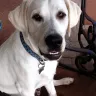 Legacy Labs - Breeding lame puppies - Photo 1