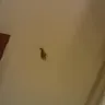Super 8 - live roaches