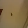 Super 8 - live roaches - Photo 1