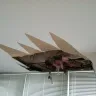 Phil DiBello Family Roofing - Failure to stand behind warranty - Photo 1