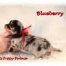 Scotts Puppy Palace - Truth about the breeder - Photo 1