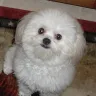 Banfield Pet Hospital - teeth cleaning and extraction - Photo 1