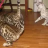 Acapella Bengals - Amazing Cattery - Photo 1