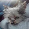 Yorkiepup.com - Puppy Mill