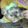 Yorkiepup.com - Puppy Mill