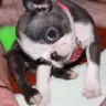 Cypress Farm Kennel Colored Boston Terriers - Cypress Farm Kennel Colored Boston Terriers - Photo 1