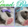 Cypress Farm Kennel Colored Boston Terriers - Cypress Farm Kennel Colored Boston Terriers