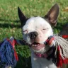 Cypress Farm Kennel Colored Boston Terriers - Cypress Farm Kennel Colored Boston Terriers - Photo 3
