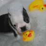 Cypress Farm Kennel Colored Boston Terriers - Cypress Farm Kennel Colored Boston Terriers - Photo 4