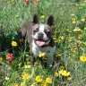 Cypress Farm Kennel Colored Boston Terriers - Cypress Farm Kennel Colored Boston Terriers - Photo 5
