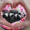 Cypress Farm Kennel Colored Boston Terriers - Cypress Farm Kennel Colored Boston Terriers - Photo 6
