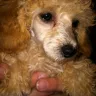 Grand River Poodles / Toy Poodle - Scammed by Grand River Poodles by Roberta Katona