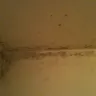 American Property Management - BLACK MOLD AND HOMELESS PEOPLE