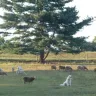 Little Ripple Farm - two registered Welsh ponies that Bernadette won't pay me for but has possession of at her farm for months.