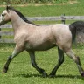 Little Ripple Farm - two registered Welsh ponies that Bernadette won't pay me for but has possession of at her farm for months.