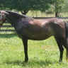 Little Ripple Farm - two registered Welsh ponies that Bernadette won't pay me for but has possession of at her farm for months.