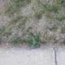 Weedman - guarantee not honored, fraudulent service - Photo 1