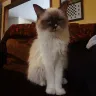 MakeBelieve Ragdolls - Dodgy breeder - Photo 1