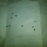 Kampgrounds Of America [KOA] - Bed Bugs - Photo 1